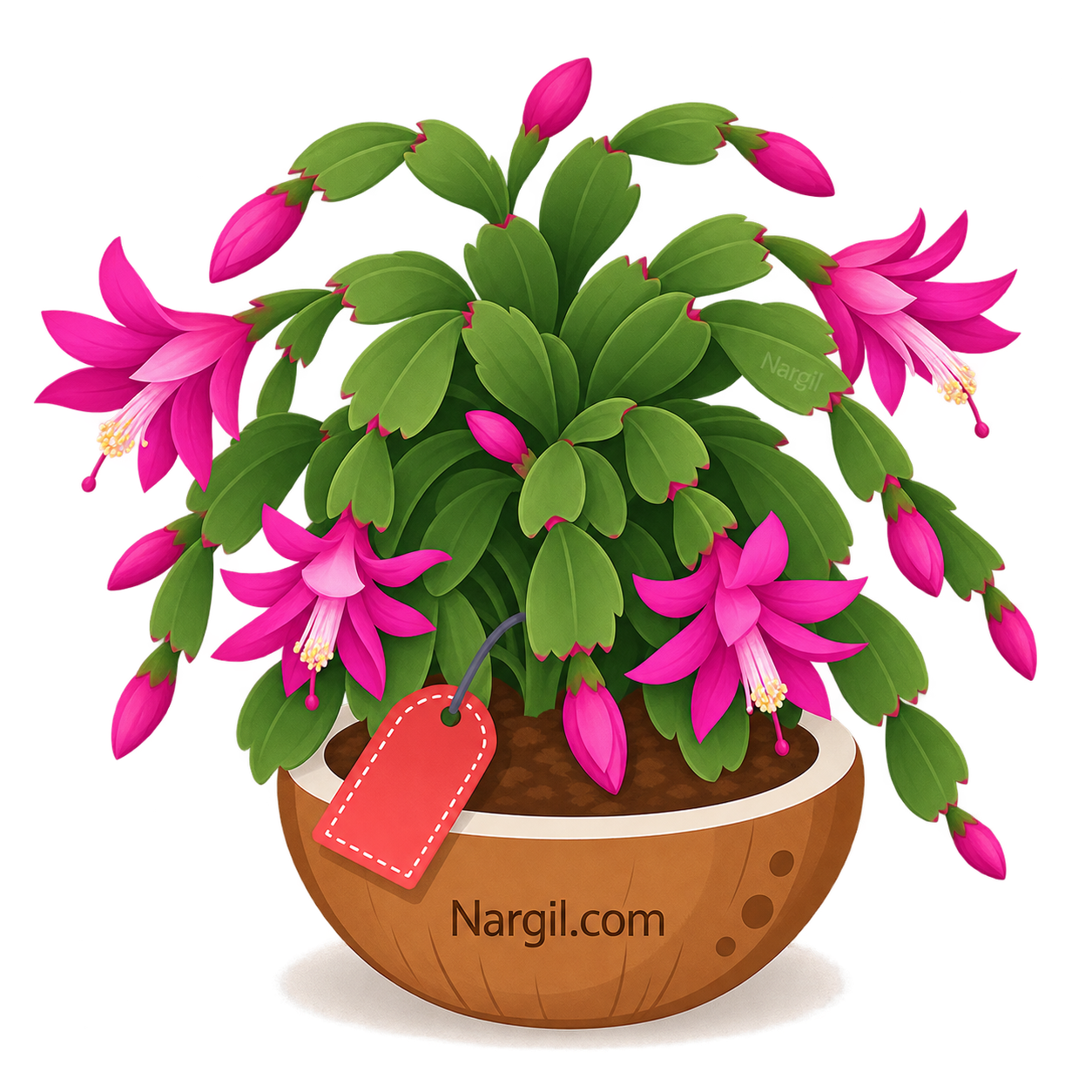 Nargil_Schlumbergera Bridgesii